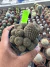 Rebutia Heliosa var Melanistic vaso 9 Cod 4 - comprar online