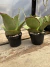 kalanchoe Synsepala vaso 11 na internet