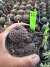 Sulcorebutia Rauschii vaso 9 Cod 16 - comprar online