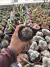 Gymnocalycium Mesopotamicum vaso 9 - sjplantas