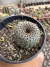 Frailea Phaeodisca vaso 6 - sjplantas