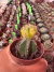 G Baudianum vaso 7 Variegata exerto na internet