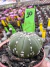 Astrophytum Asteria vaso 6 cod 10 na internet