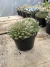 Graptoveria Silver Stars vaso 11 - comprar online
