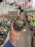 Ferocactus Hystrix vaso 11 - comprar online