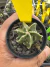 Astrophytum Fukuryu vaso 7 Cod 21
