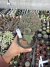 Sulcorebutia Rauschii Exertada vaso 12 Cod 2