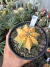 Gymnocalycium Variegata Matriz vaso 15 Cod 21