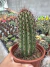 Pachycereus híbrido vaso 11
