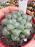 Haworthia de Vidro Cooperi importada vaso 9 Cod 32