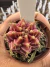 Gymnocalycium Híbrido Daydream vaso 6 Cod 92