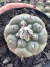Turbinicarpus Jauernigii raiz própria vaso 9