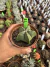 Astrophytum vaso 11 Cod 11 - comprar online