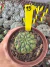 Matucana aureiflora vaso 11 cod 15