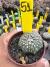 Astrophytum Asteria vaso 6 cod 51 na internet