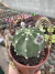 Echinopsis Subdenutada vaso 15
