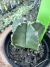Astrophytum híbrido vaso 7 Cod 18
