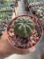 Paródia Otonis vaso 9 - comprar online