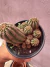 Echinopsis Chamaelobivia vaso 11 - comprar online