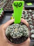 A. Asteria Kabuto Colônia vaso 6 cod 40 - comprar online