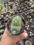 Mammillaria Pico cristata raiz própria vaso 9 - sjplantas