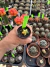 Astrophytum Variegata vaso 7 Cod 10 na internet