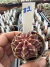 Gymnocalycium Híbrido Daydream vaso 6 Cod 82 - comprar online