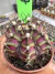 Gymnocalycium T- Rex vaso 6 cod 217