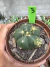 Gymnocalycium Horstii vaso 11 Cod 3 - comprar online