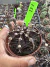 Gymnocalycium M. Purple vaso 9 cod 151 na internet