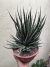 Gasteria Cuia 21 Matriz