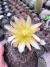 Cacto copiapoa chileno vaso 11 Exertado - comprar online