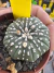 Astrophytum Asteria vaso 6 cod 51 - comprar online