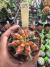Gymnocalycium Multicolor pote 9 Cod 23
