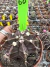 Gymnocalycium M. Purple vaso 9 cod 60 na internet