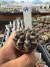 Gymnocalycium Híbrido Daydream vaso 6 Cod 44