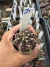 Gymnocalycium Híbrido Daydream vaso 6 Cod 24 - comprar online