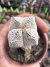 Astrophytum Onzuka Quadricostatum exertado vaso 7 - comprar online