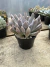 Echeveria Cupido vaso 11 - comprar online