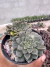 Graptopetalum bellus tacitus Vaso 11 - sjplantas