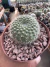 Rebutia Kraizinziana vaso 9 - comprar online