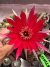 Cacto Lobivia vaso 9 (flor Vermelha) - sjplantas