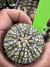 Astrophytum Asteria vaso 6 cod 73