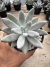 Echeveria Tolimanensis vaso 11 na internet