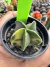 Astrophytum Variegata vaso 7 Cod 7