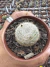 Mammilaria Lenta raiz própria vaso 7 - comprar online