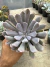 Echeveria Cupido vaso 11