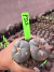 Lophophora Willamsii var Texana vaso 9 P22 - comprar online