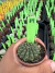 Gymnocalycium Thornless Vaso 6 Cod 89 - comprar online