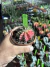 Gymnocalycium variegata 56 raiz própria vaso 9 - comprar online